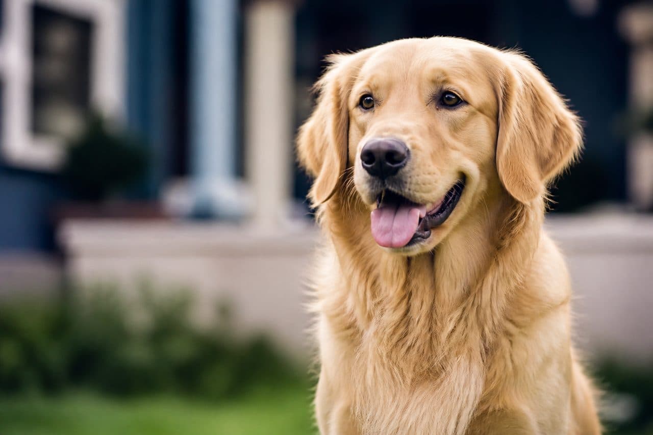 Seguro de Mascotas